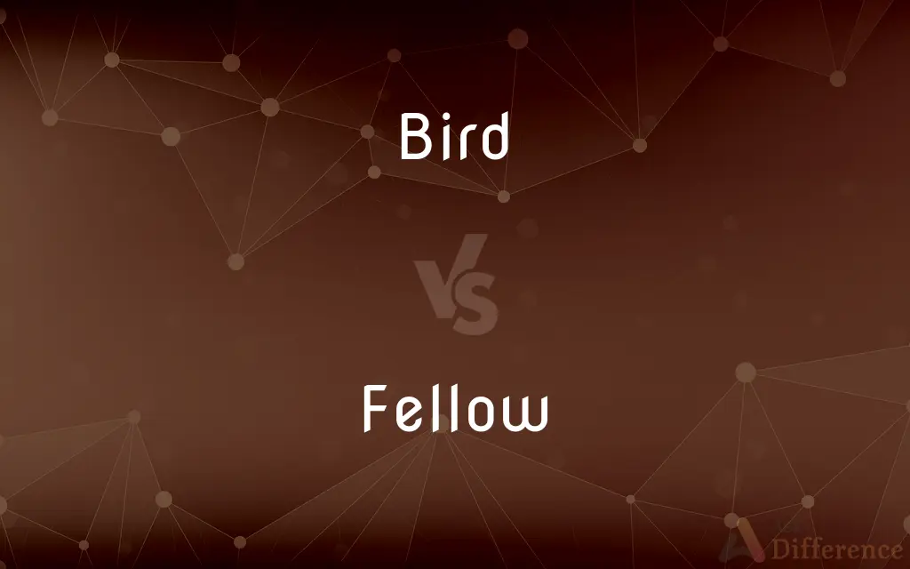 Bird vs. Fellow — What's the Difference?