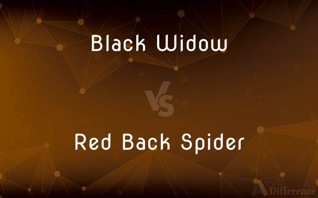 Black Widow vs. Red Back Spider — What's the Difference?