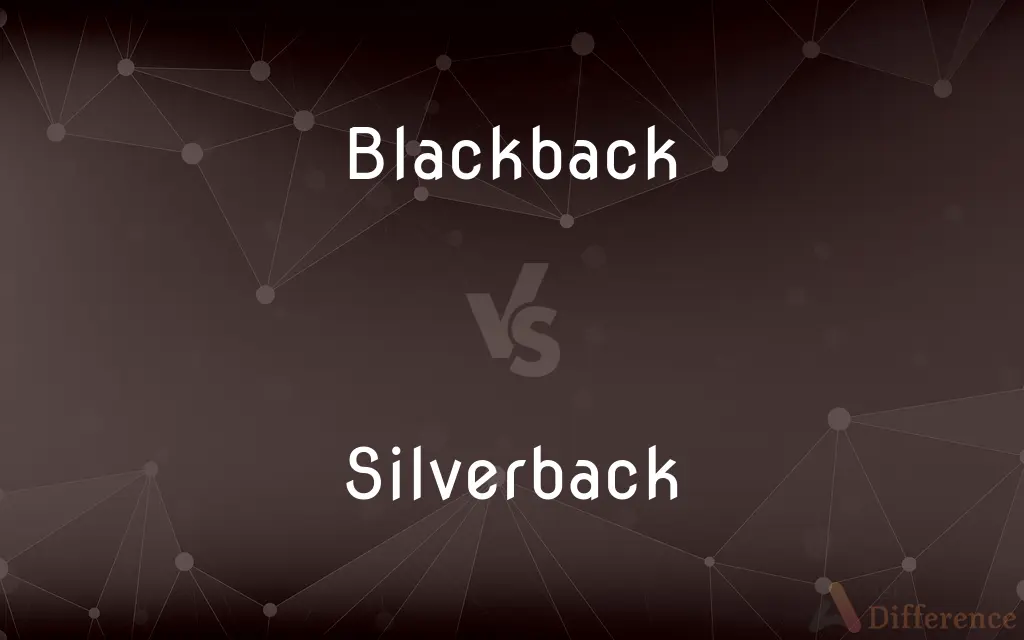 Blackback vs. Silverback — What's the Difference?