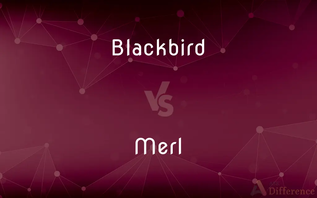 Blackbird vs. Merl — What's the Difference?