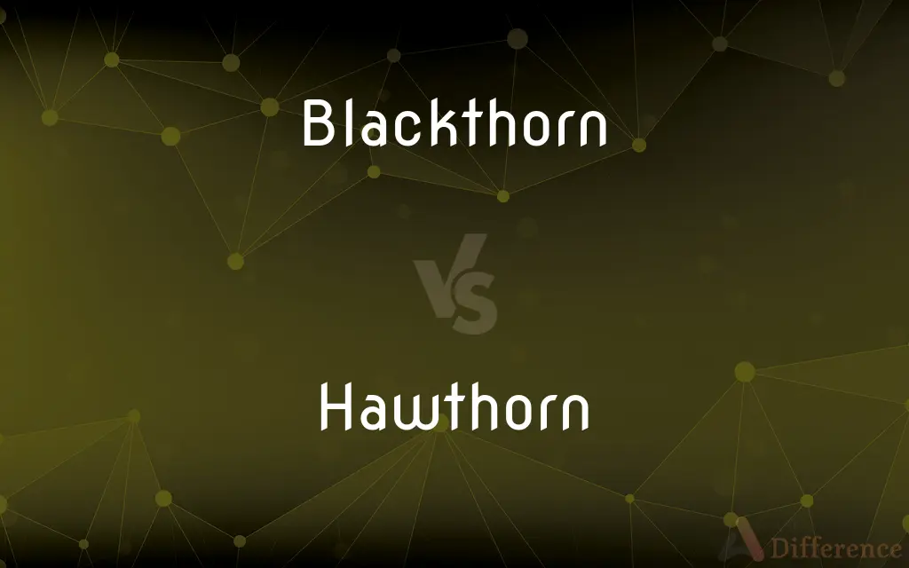 Blackthorn vs. Hawthorn — What's the Difference?