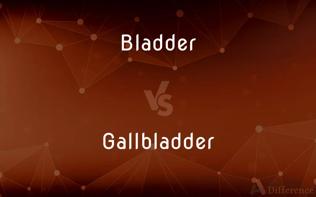 Bladder vs. Gallbladder — What's the Difference?