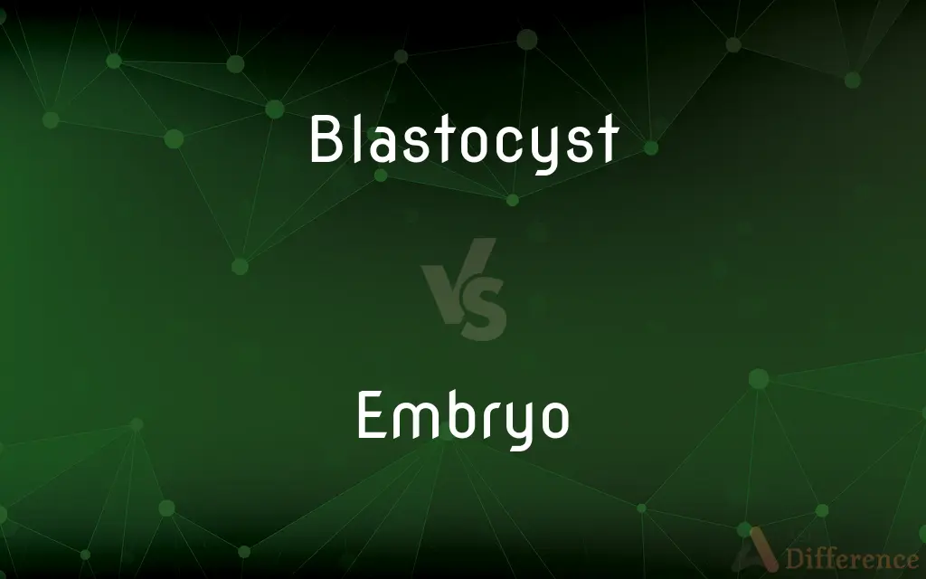 Blastocyst vs. Embryo — What's the Difference?