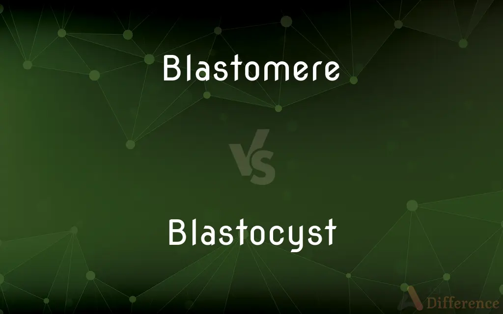 Blastomere vs. Blastocyst — What's the Difference?