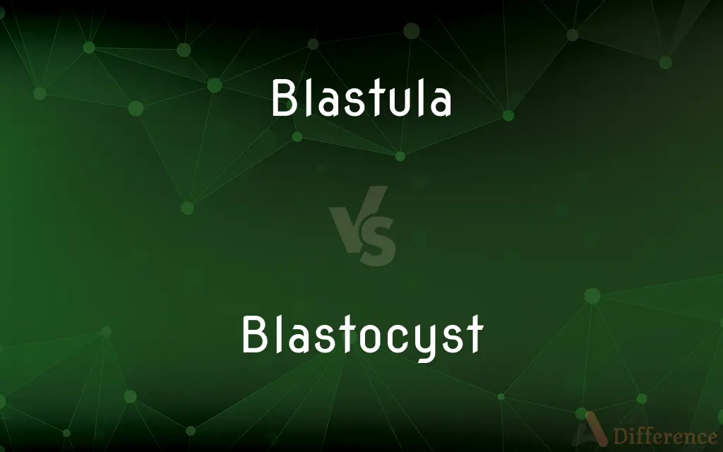 Blastula vs. Blastocyst — What's the Difference?