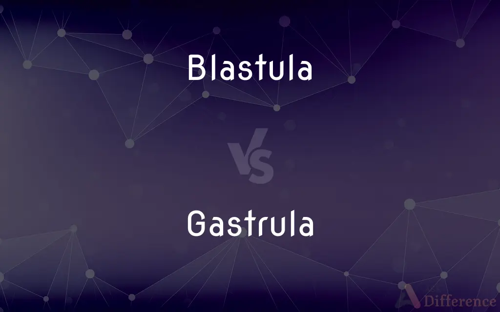 Blastula vs. Gastrula — What's the Difference?