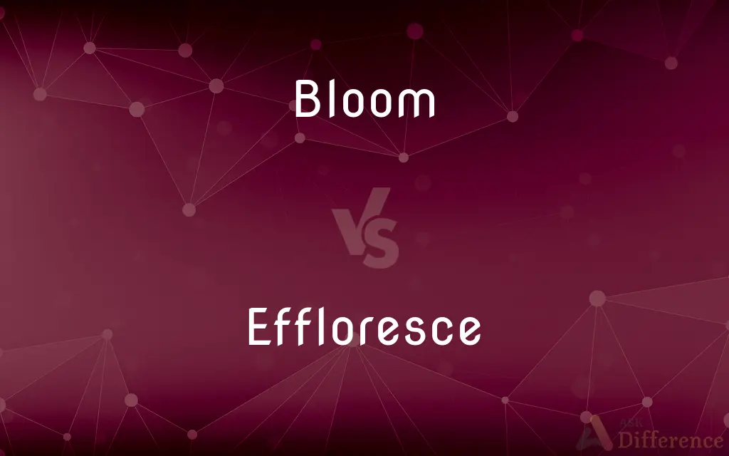 Bloom vs. Effloresce — What's the Difference?