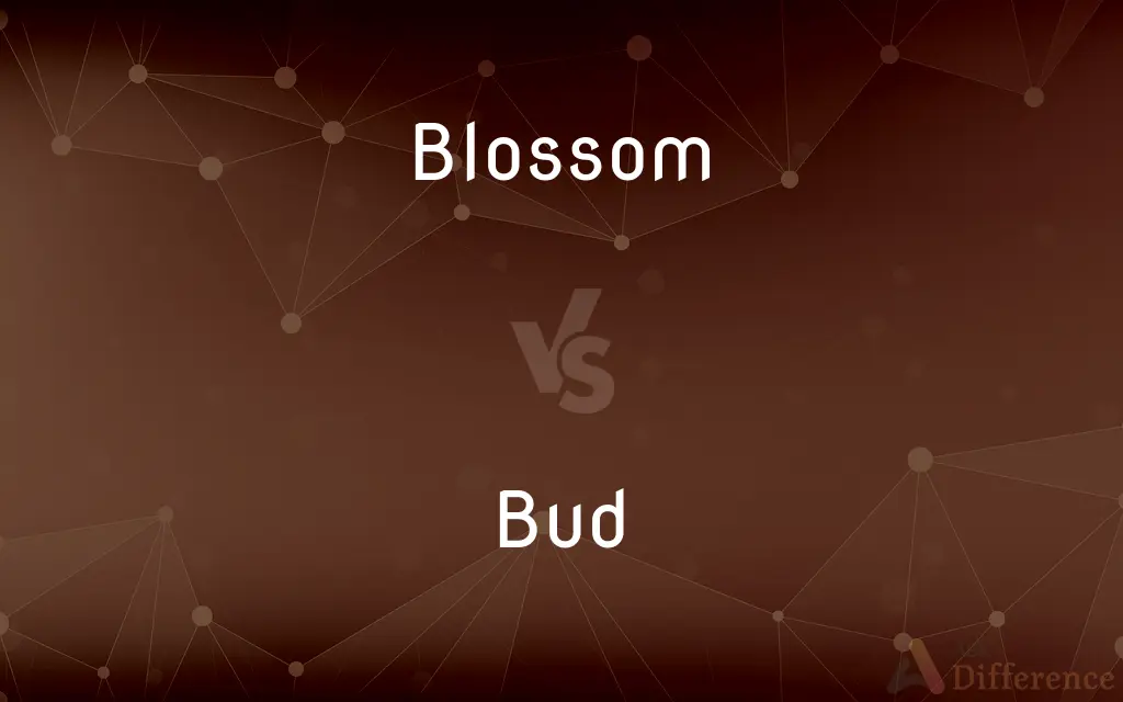 Blossom vs. Bud — What's the Difference?
