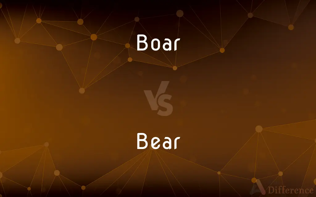 Boar vs. Bear — What's the Difference?
