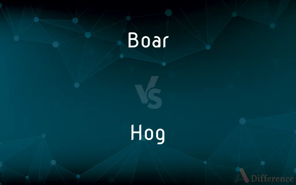 Boar vs. Hog — What's the Difference?