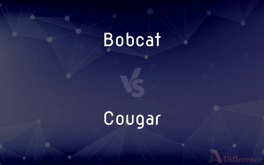 Bobcat vs. Cougar — What's the Difference?