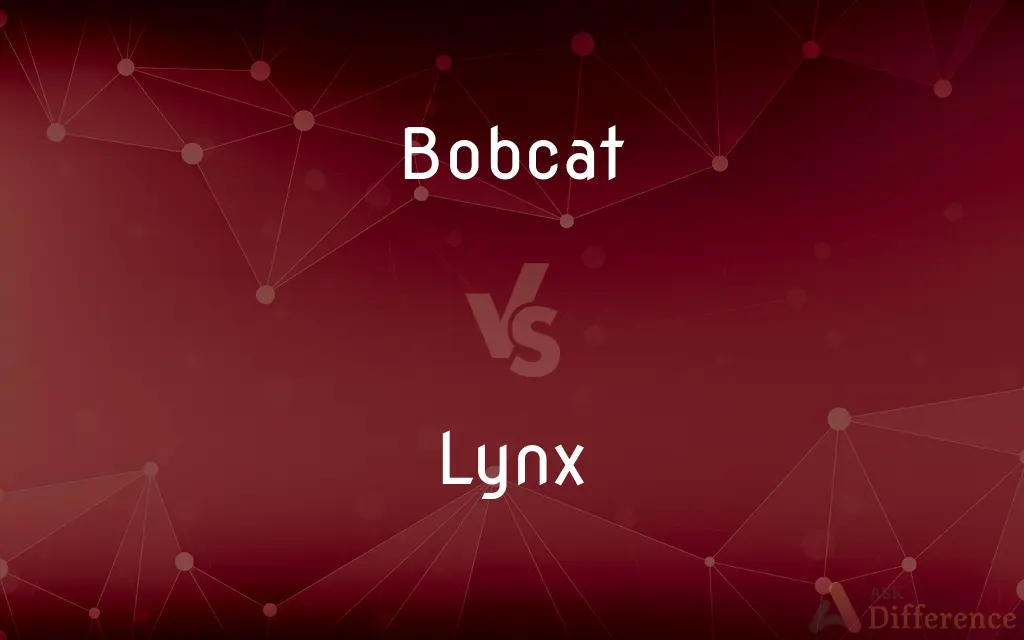 Bobcat vs. Lynx — What's the Difference?