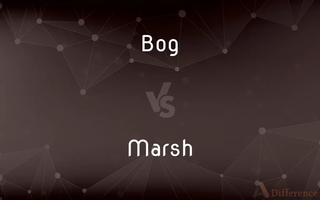 Bog vs. Marsh — What's the Difference?
