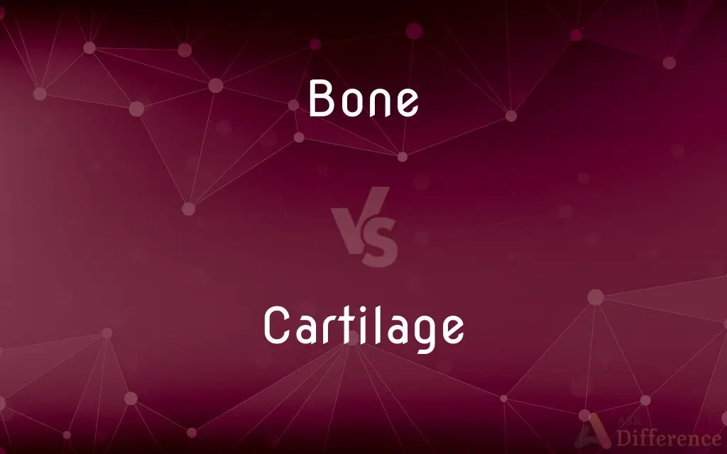 Bone vs. Cartilage — What's the Difference?
