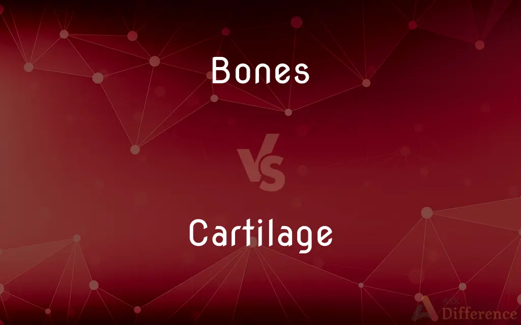 Bones vs. Cartilage — What's the Difference?