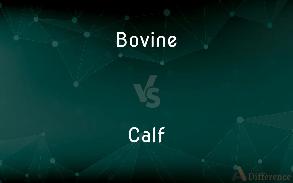 Bovine vs. Calf — What's the Difference?