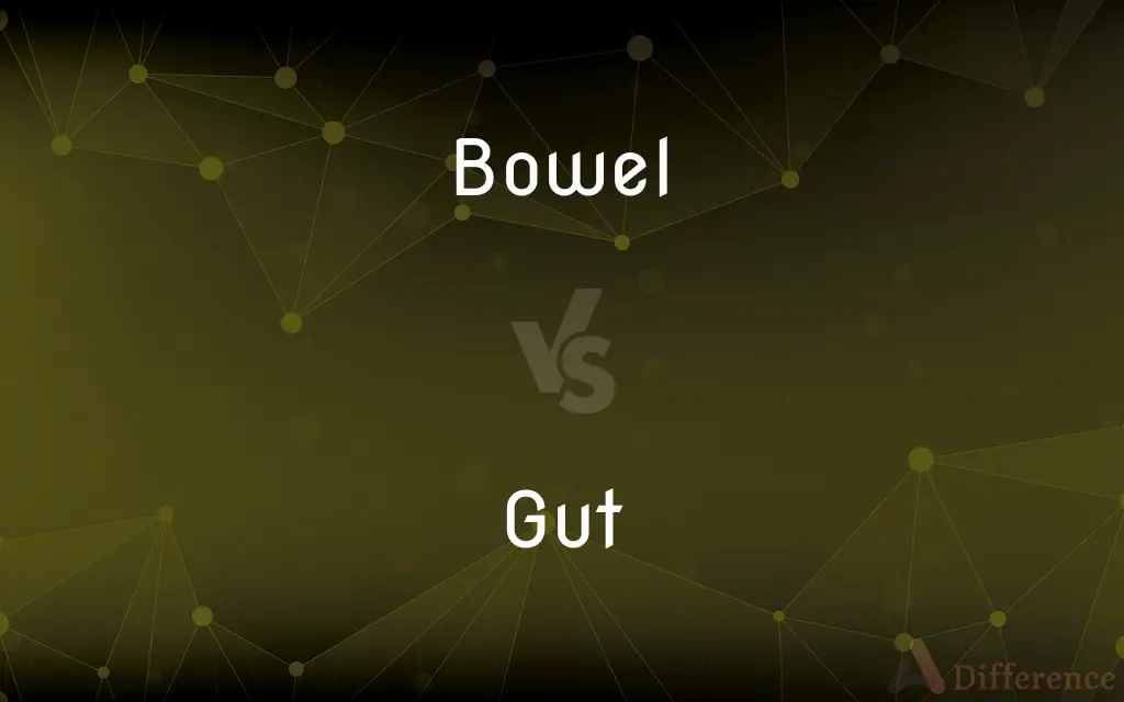 Bowel vs. Gut — What's the Difference?