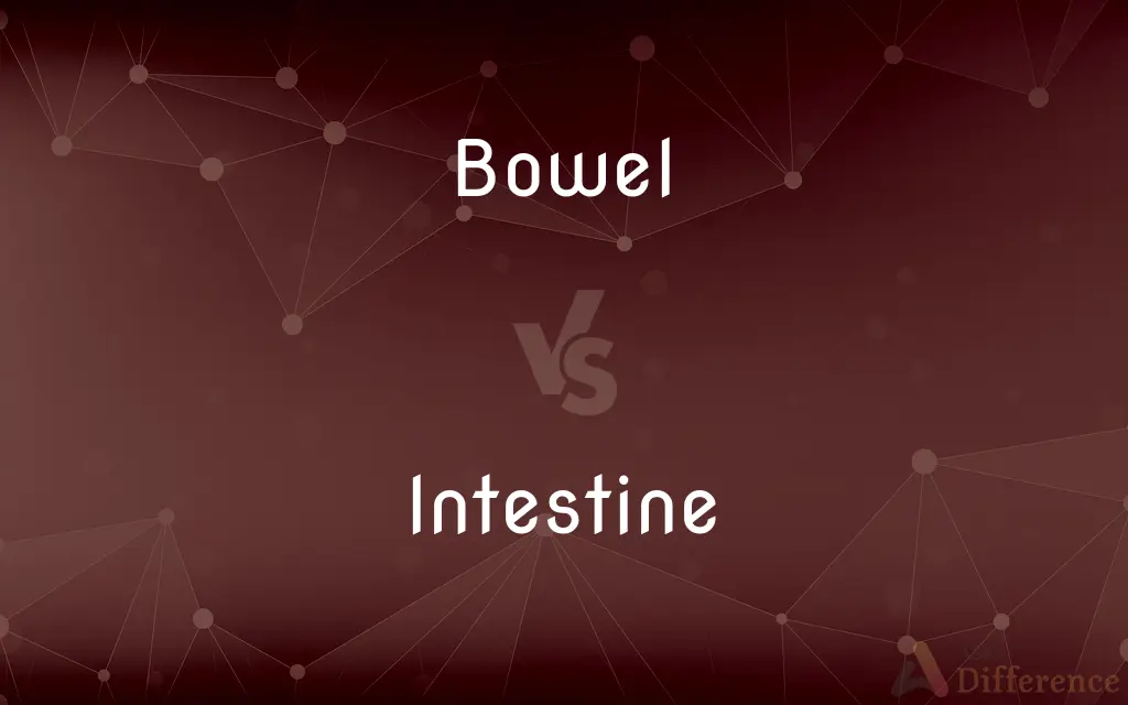 Bowel vs. Intestine — What's the Difference?