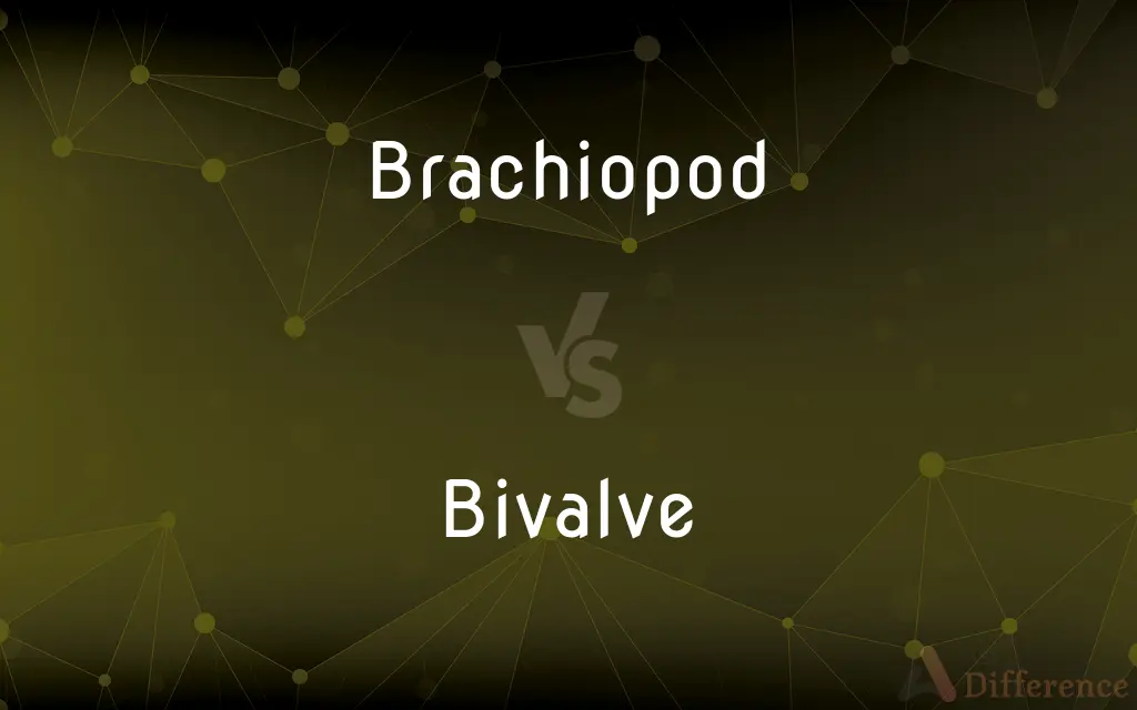 Brachiopod vs. Bivalve — What's the Difference?