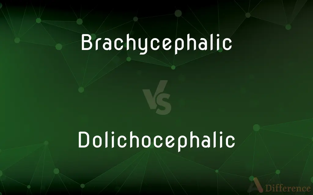 Brachycephalic vs. Dolichocephalic — What's the Difference?