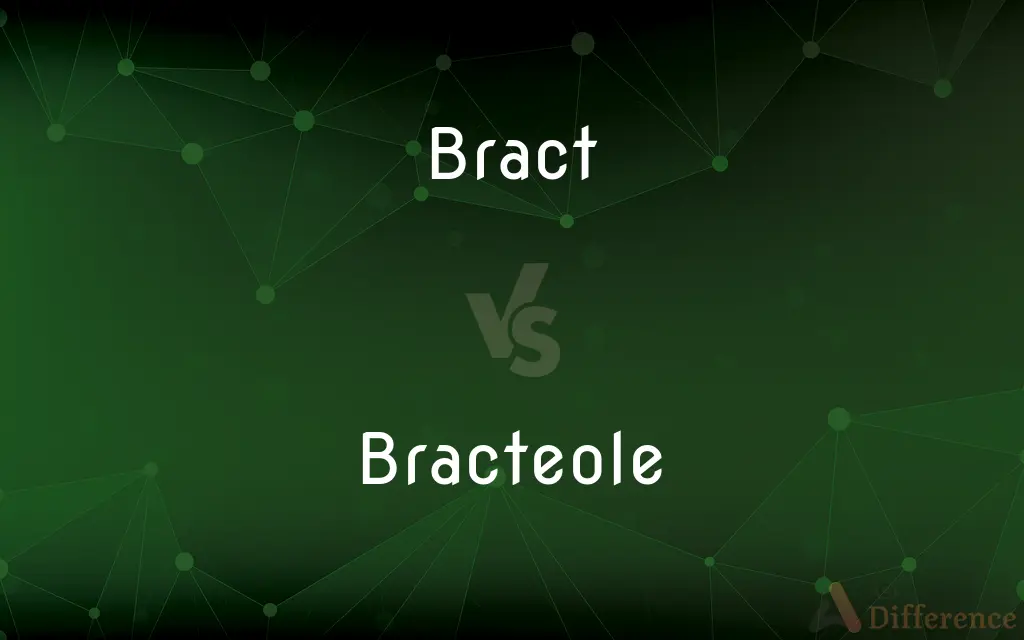 Bract vs. Bracteole — What's the Difference?
