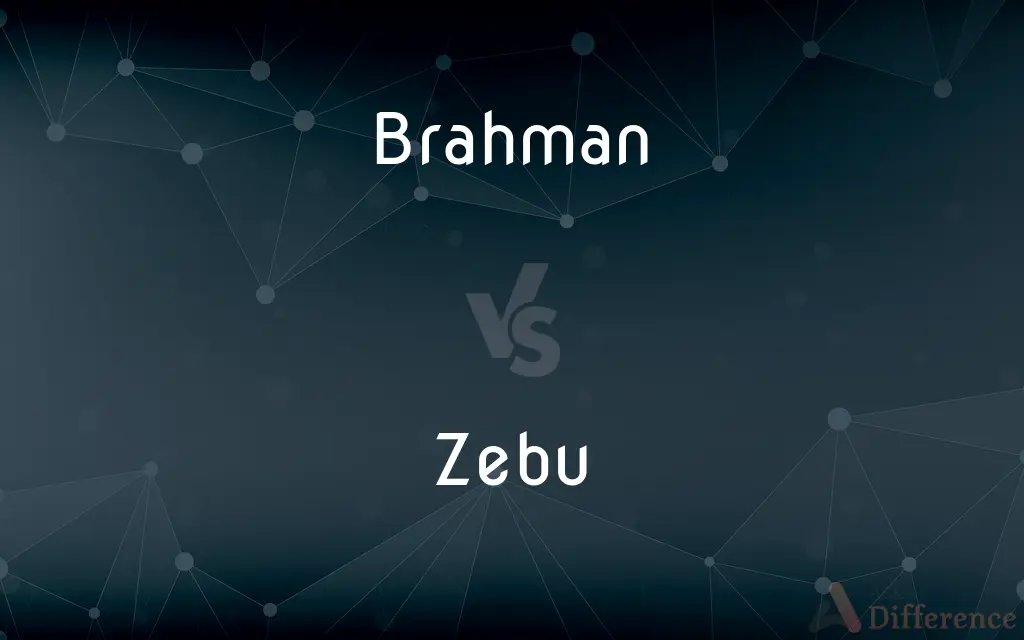 Brahman vs. Zebu — What's the Difference?