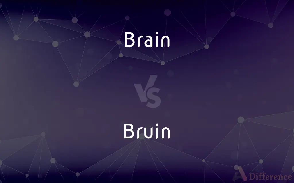 Brain vs. Bruin — What's the Difference?
