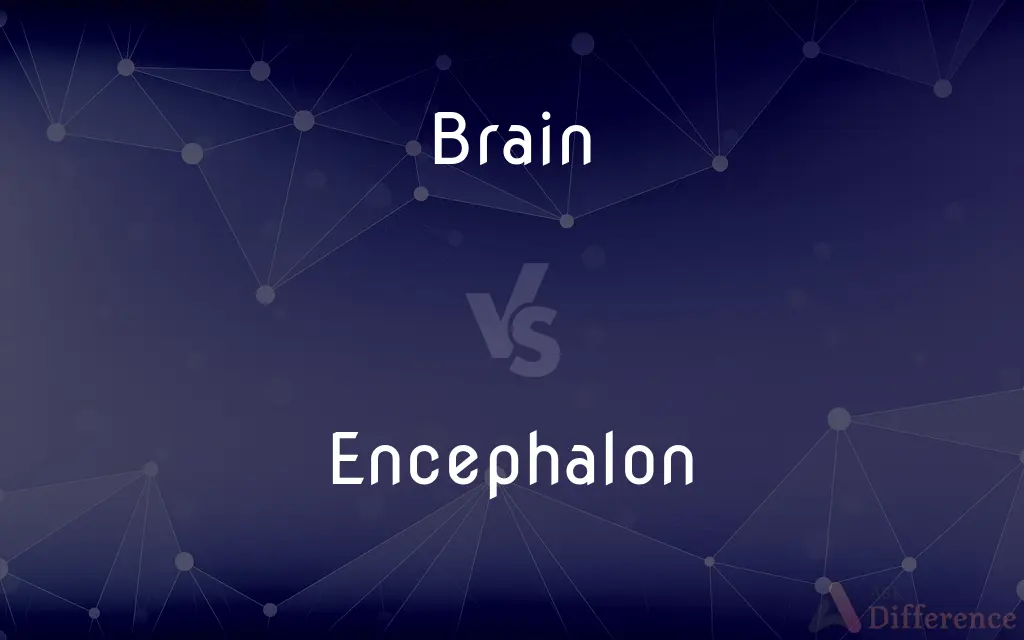 Brain vs. Encephalon — What's the Difference?