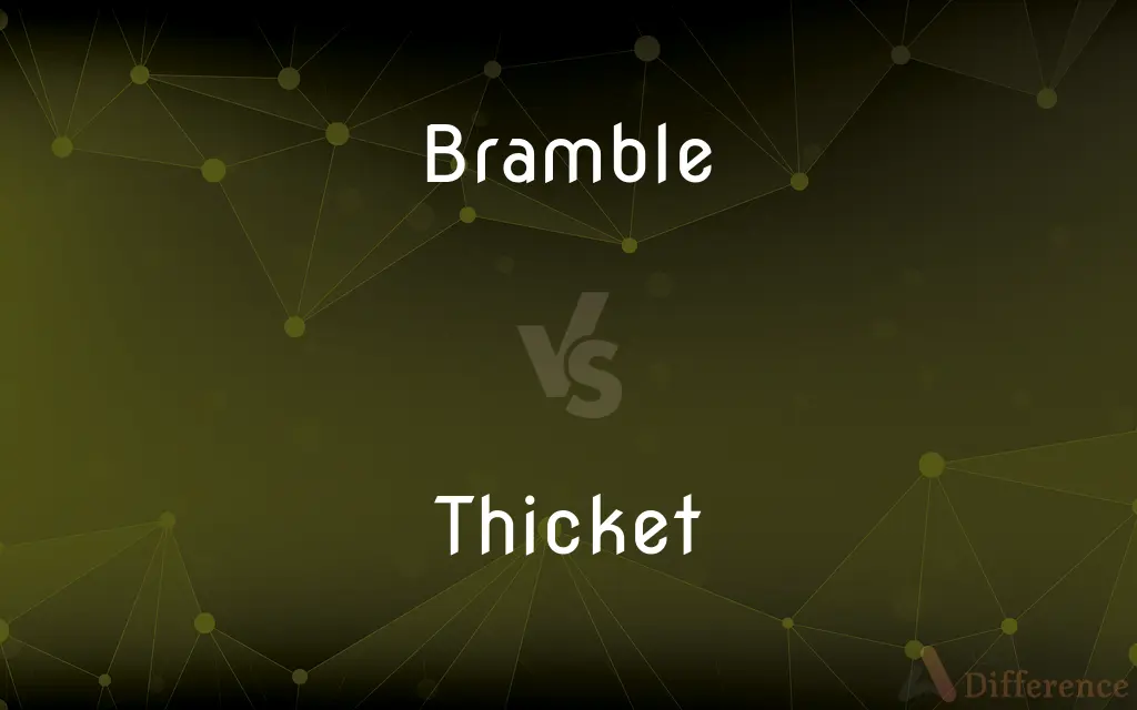 Bramble vs. Thicket — What's the Difference?
