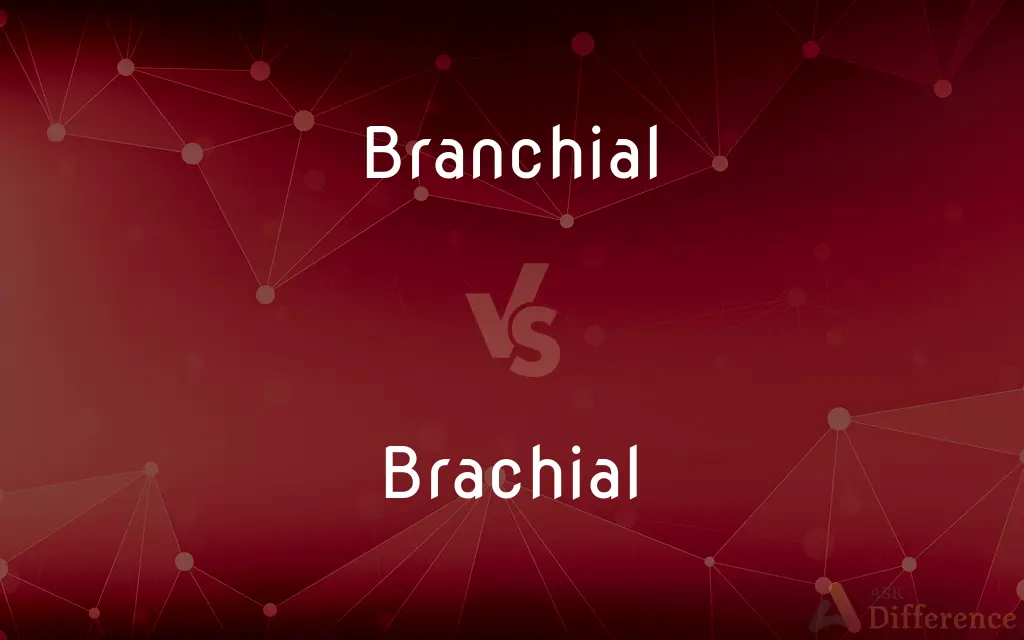 Branchial vs. Brachial — What's the Difference?