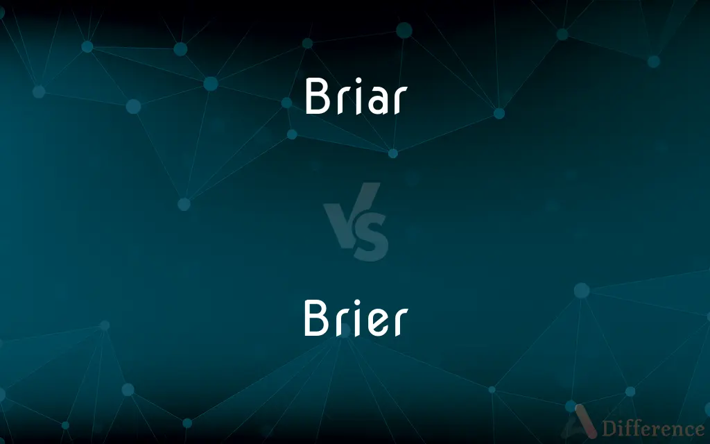 Briar vs. Brier — What's the Difference?