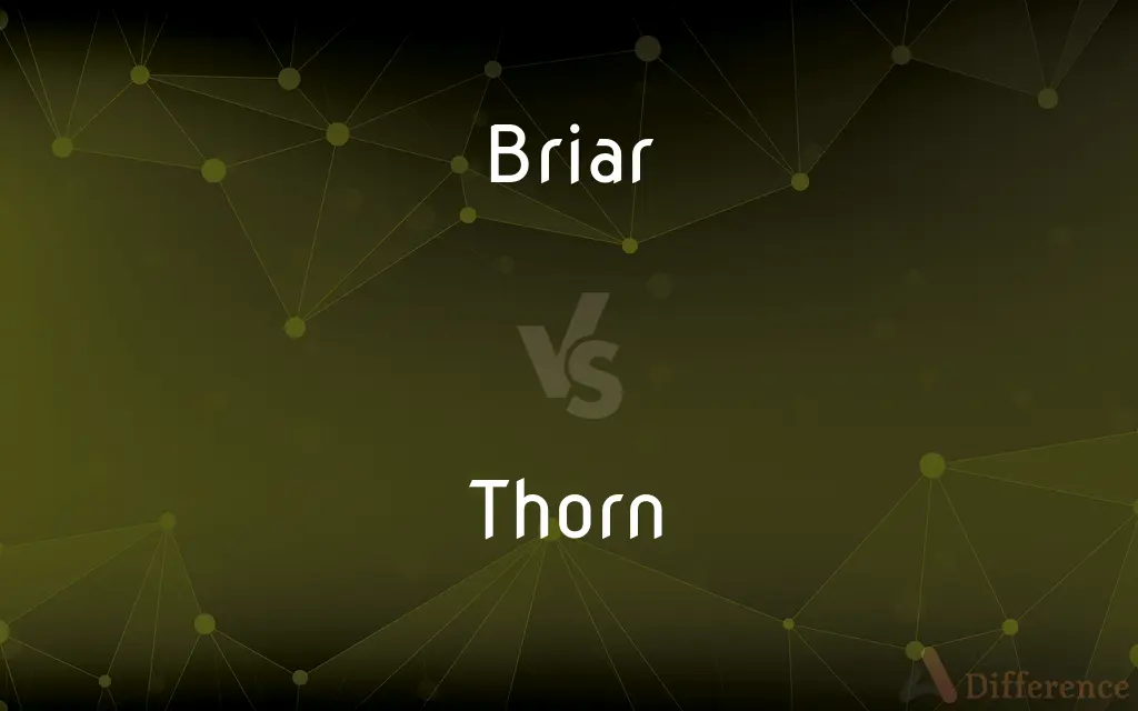 Briar vs. Thorn — What's the Difference?