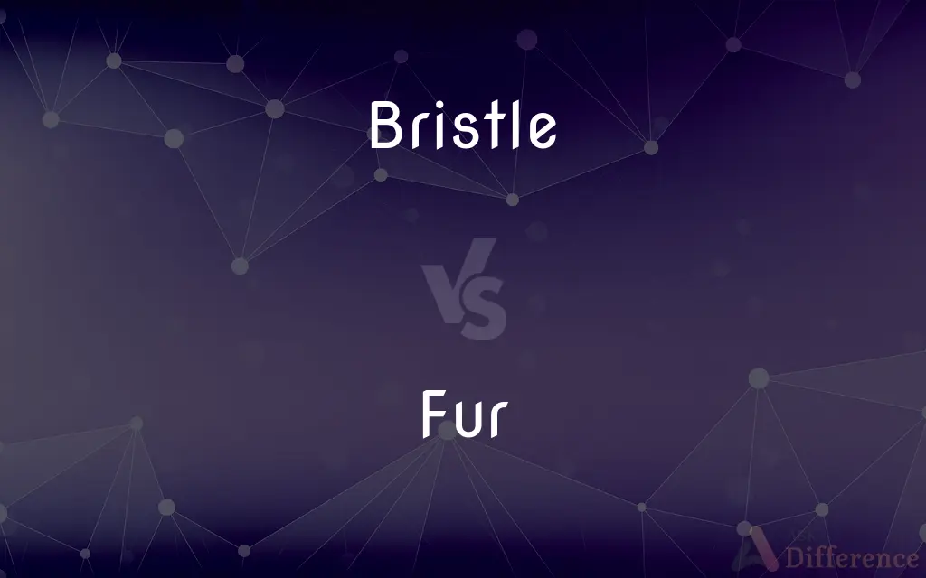 Bristle vs. Fur — What's the Difference?