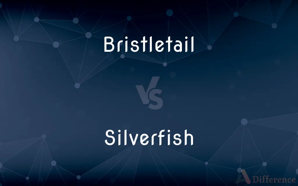 Bristletail vs. Silverfish — What's the Difference?