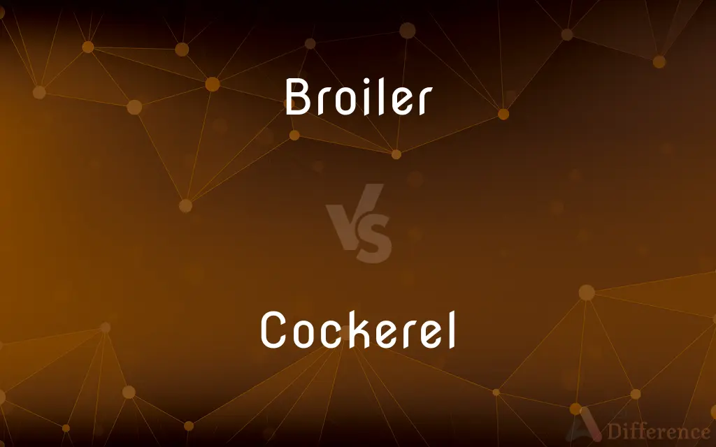 Broiler vs. Cockerel — What's the Difference?
