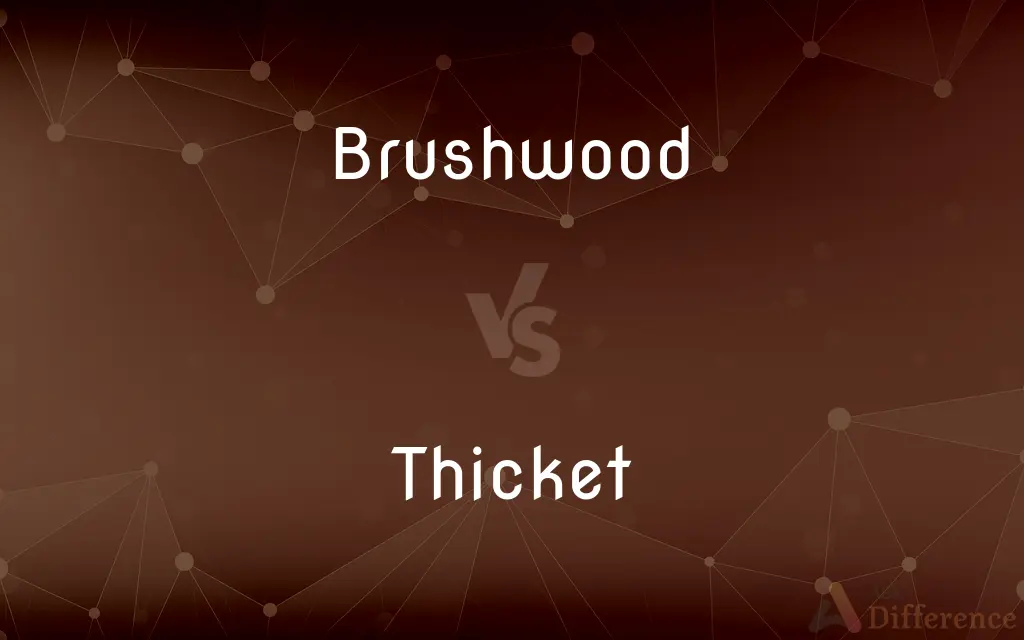 Brushwood vs. Thicket — What's the Difference?