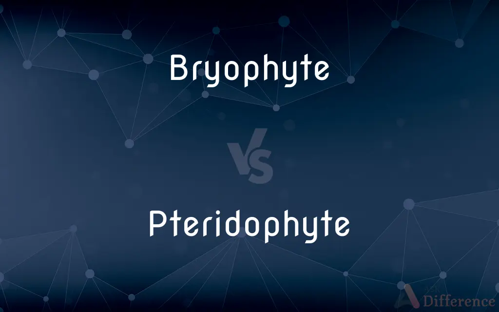 Bryophyte vs. Pteridophyte — What's the Difference?