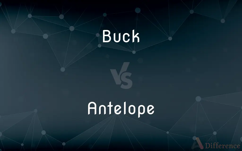Buck vs. Antelope — What's the Difference?