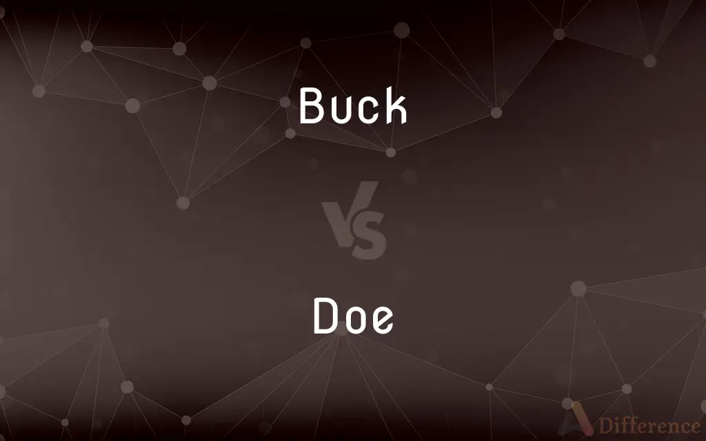 Buck vs. Doe — What's the Difference?