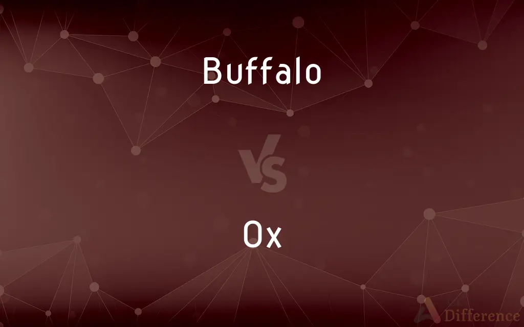 Buffalo vs. Ox — What's the Difference?