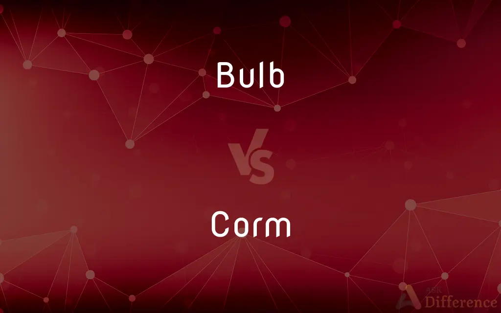 Bulb vs. Corm — What's the Difference?