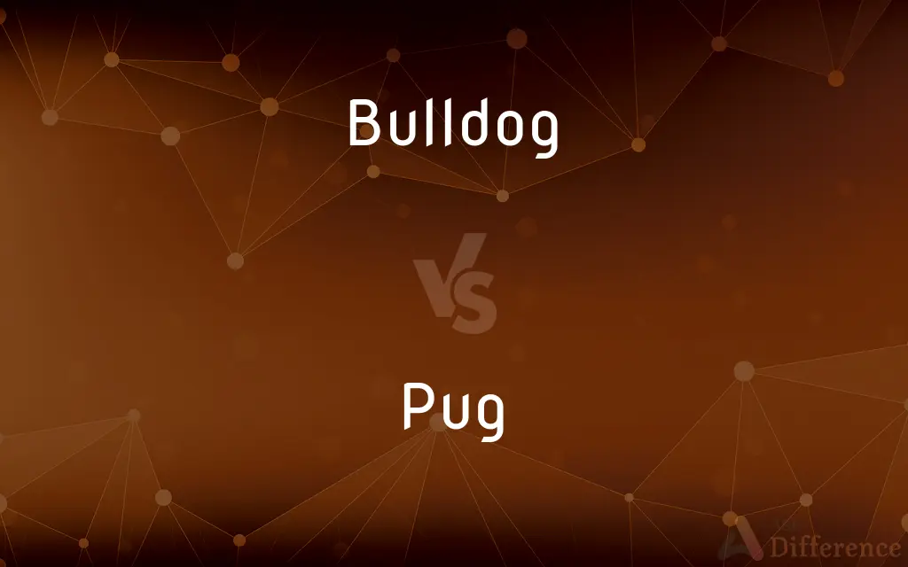Bulldog vs. Pug — What's the Difference?
