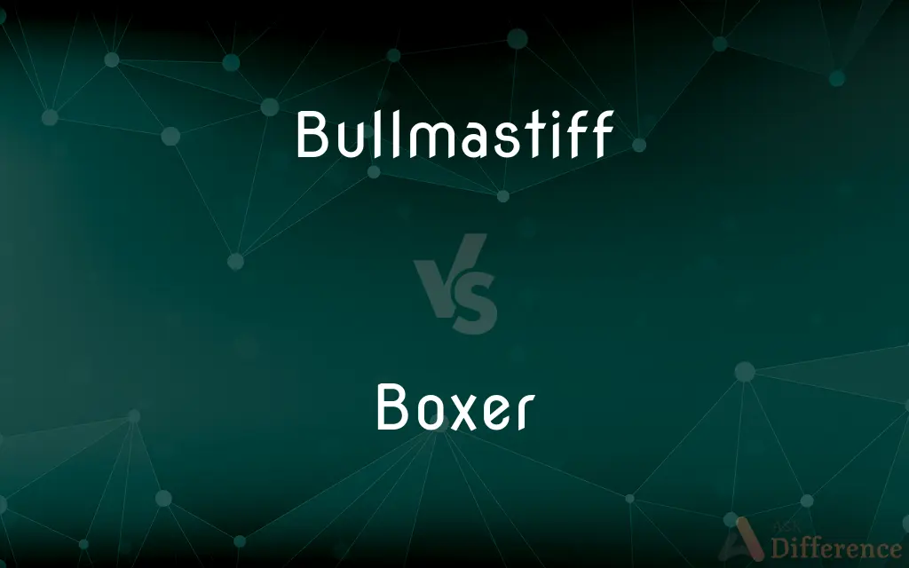 Bullmastiff vs. Boxer — What's the Difference?