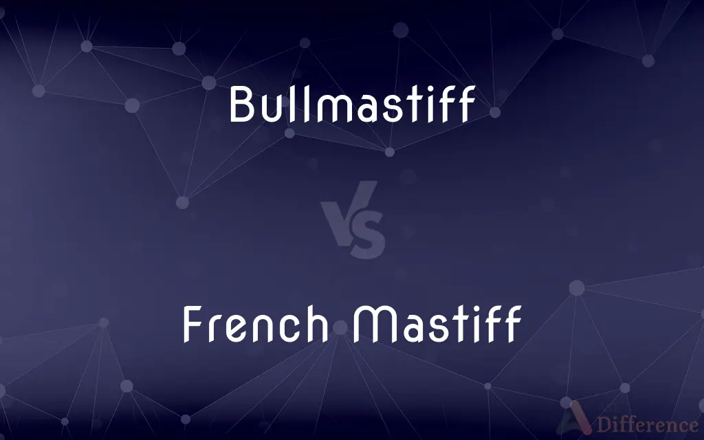 Bullmastiff vs. French Mastiff — What's the Difference?