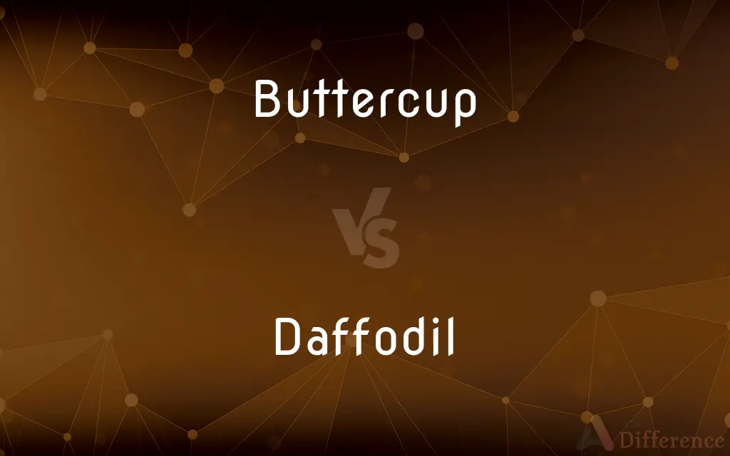Buttercup vs. Daffodil — What's the Difference?