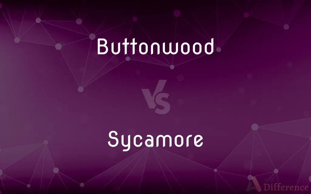 Buttonwood vs. Sycamore — What's the Difference?