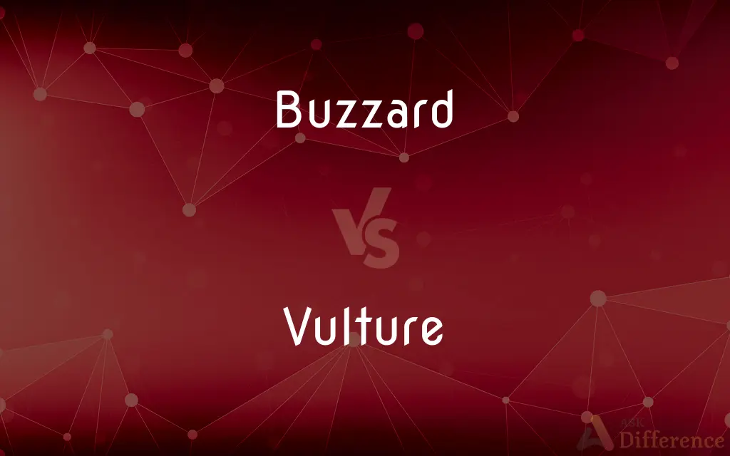 Buzzard vs. Vulture — What's the Difference?