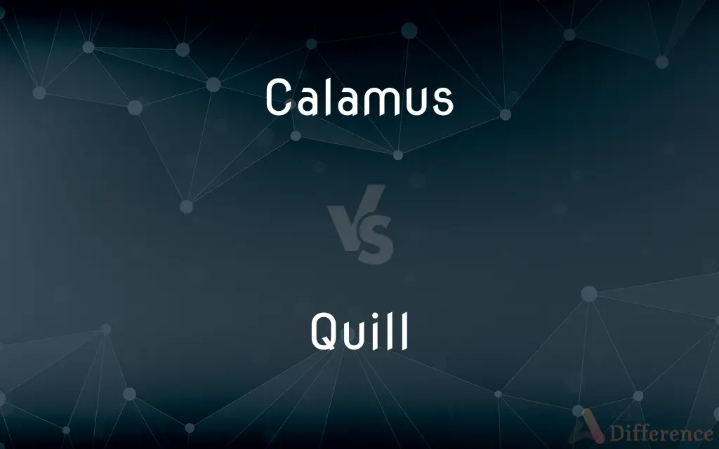 Calamus vs. Quill — What's the Difference?