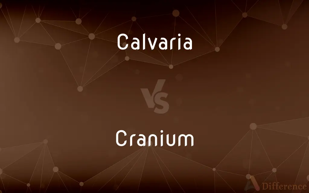 Calvaria vs. Cranium — What's the Difference?