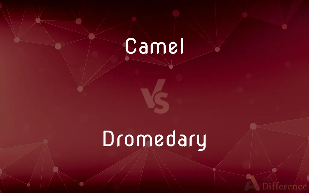 Camel vs. Dromedary — What's the Difference?